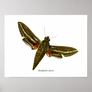 Póster Deilephila celerio - Vine Hawk-Moth