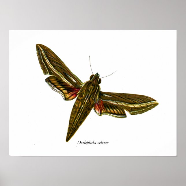 Póster Deilephila celerio - Vine Hawk-Moth (Frente)