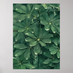 Poster Deixa uma foto aproximada