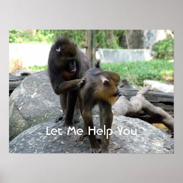 Póster deixe-me ajudá-lo - babuínos inteligentes (Frente)