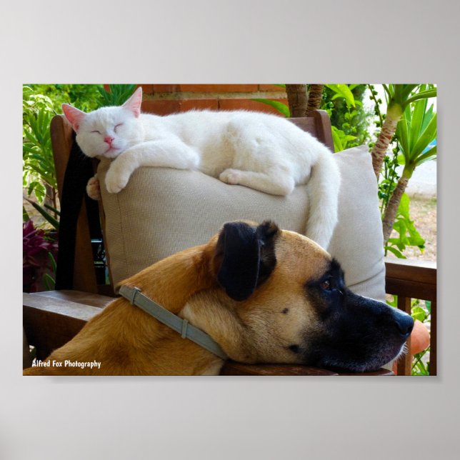 Poster Deixem os Gatos Dormindo (Frente)