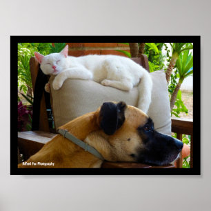 Poster Deixem os Gatos Dormindo