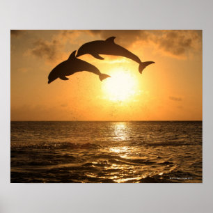 Póster Delfin 3