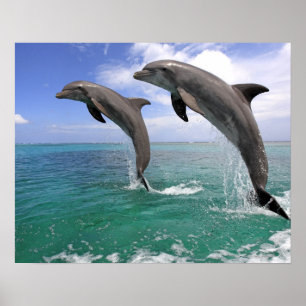 Póster Delfin, Delfim, Tuemmler mais bruto, Tursiops 4