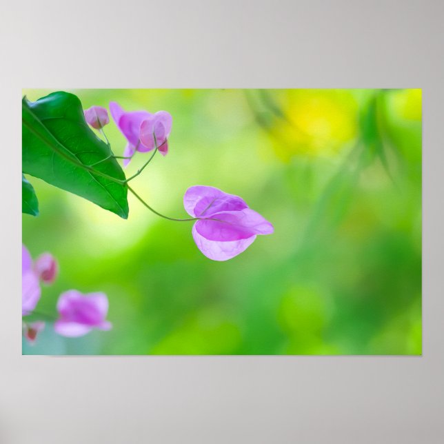 Poster Delicada Bougainvillea Roxa (Frente)