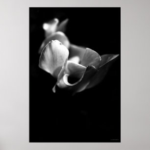 Poster delicado