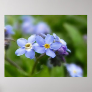 Póster Delicado esqueça-me não flores