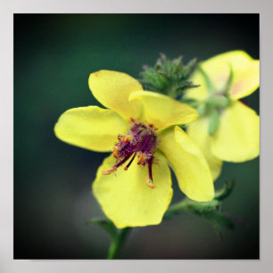 Poster Delicar Amarelo