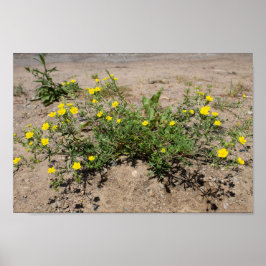 Poster Delicar flores amarelas na areia