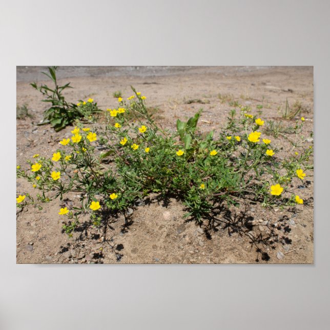 Poster Delicar flores amarelas na areia (Frente)