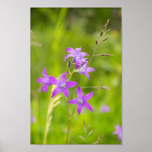Poster Delicar flores roxas no campo (Frente)