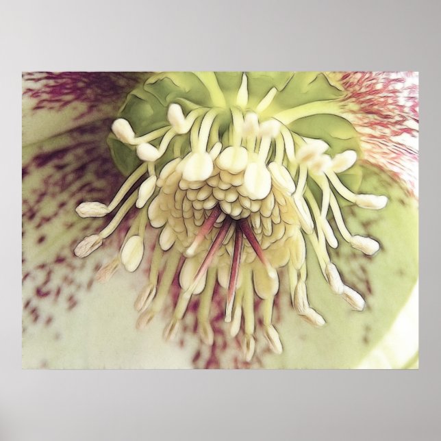 Póster Delicar Hellebore Blossom (Frente)