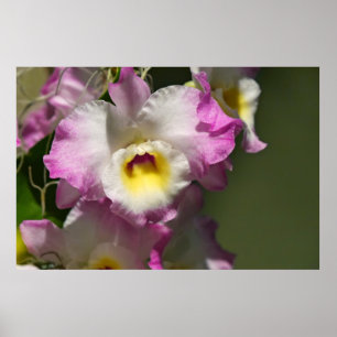 Póster Delicar Orquid
