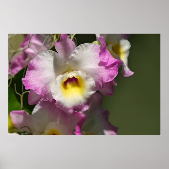 Póster Delicar Orquid (Frente)