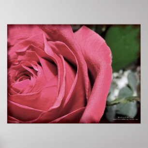 Poster Delicate Feelings