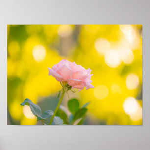 Poster Delícia de Rosa Rosa Ensolarada - Sonho Dourado Bo