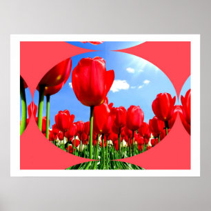Póster Delícia de Tulipas Vermelhas