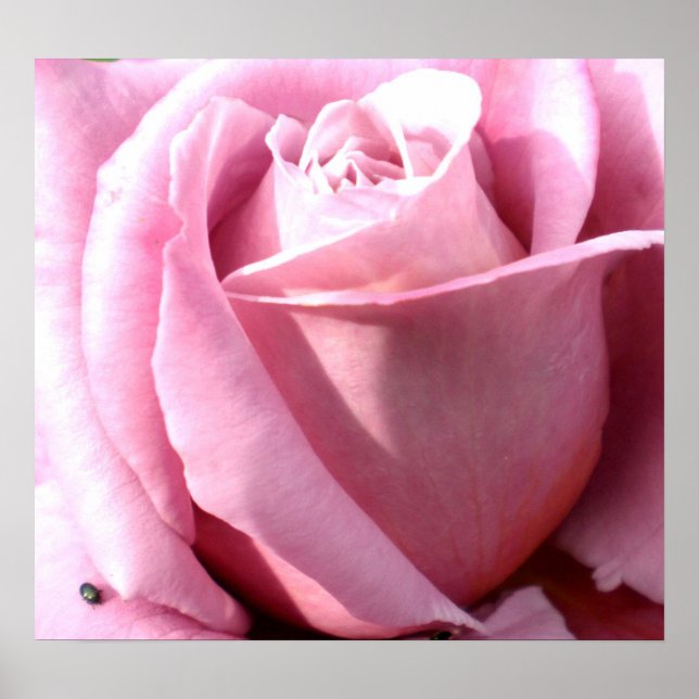 Poster Delícia roxa (Frente)