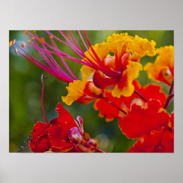 Poster Delicioso (Frente)