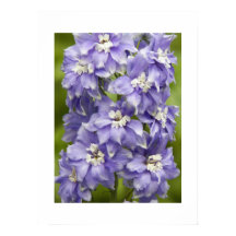 Delicioso Delphinium Roxo Fotográfico Floral