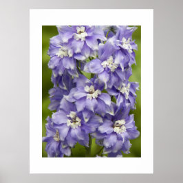 Poster Delicioso Delphinium Roxo Fotográfico Floral