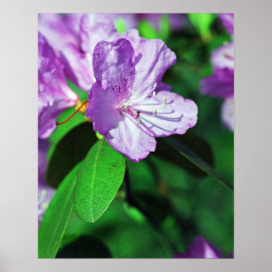 Poster delicioso II da lavanda
