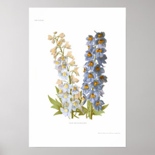 Póster Delphiniums