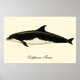 Póster Delphinus Tursio dos golfinhos do vintage,