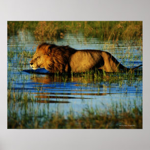 Póster Delta de Okavango, Botswana 3