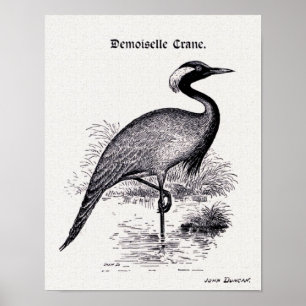 Póster "Demoiselle Crane" Ilustração Vintage