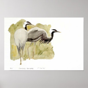 Póster Demoiselle Cranes