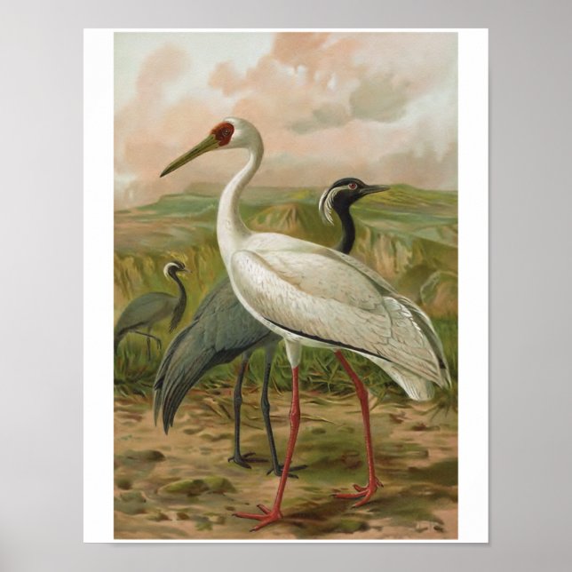 Póster Demoiselle e Siberian Cranes Vintage Bird (Frente)