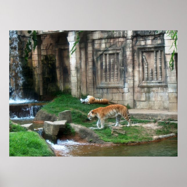 Póster Den do Tiger (Frente)