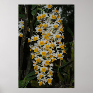 Poster Dendrobium Densiflorum