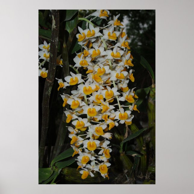 Poster Dendrobium Densiflorum (Frente)