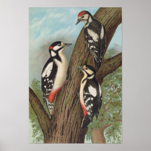 Poster Dendrocopus major por Johann Friedrich Naumann