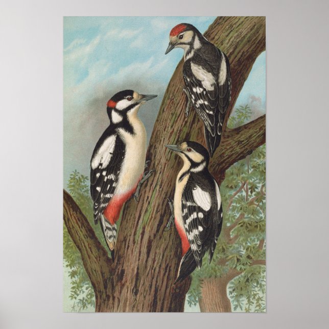 Poster Dendrocopus major por Johann Friedrich Naumann (Frente)