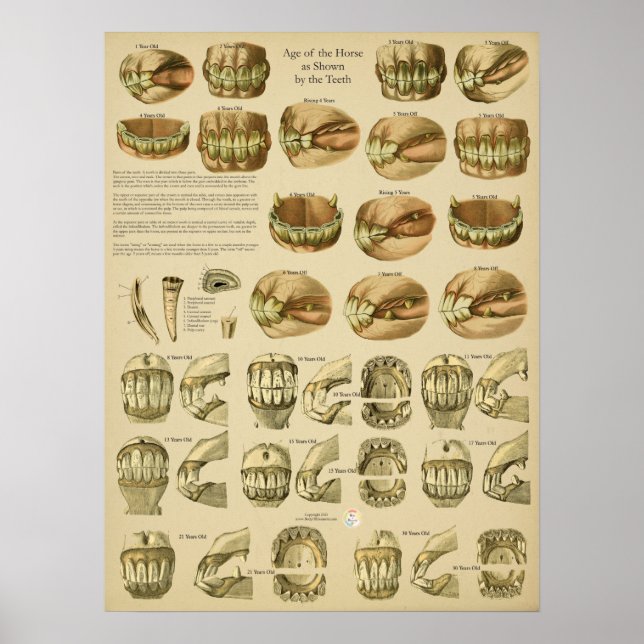 Poster Dental Age of Horse Teeth (Frente)