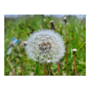 Póster Dente-de-Leão Perfeito – Fotografia Macro Botânica
