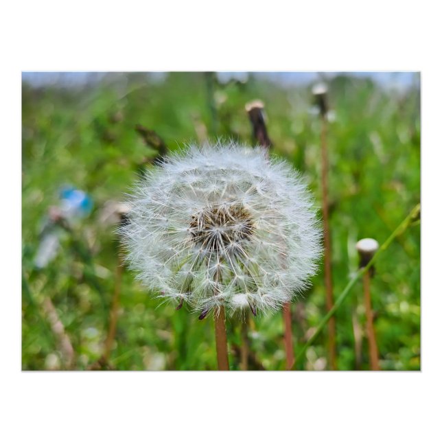 Póster Dente-de-Leão Perfeito – Fotografia Macro Botânica (Frente)