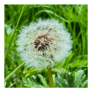 Póster Dente-de-Leão Selvagem Romênia Fotografia Macro Bo