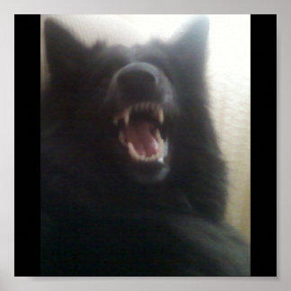 Póster Dentes de Shepherd Belga, também conhecida como "O