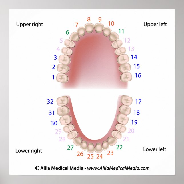 Póster Dentes permanentes, dentição adulta, numerada, pos (Frente)