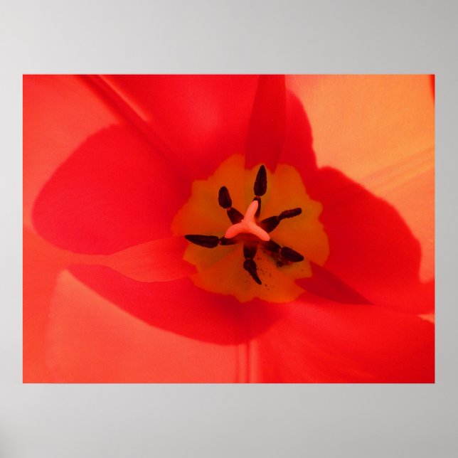 Poster Dentro a Tulip (Frente)