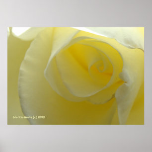 Póster Dentro a White Rose