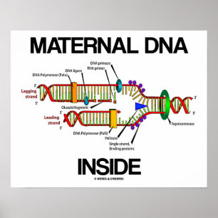 Poster Dentro de DNA materno Genes Humor