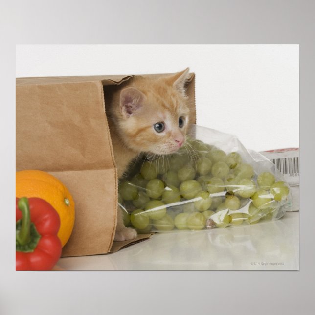 Póster Dentro de Kitten bolsa de compra (Frente)