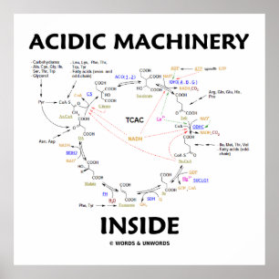 Póster Dentro De Máquinas Ácidas (Krebs Citric Acid Cycle