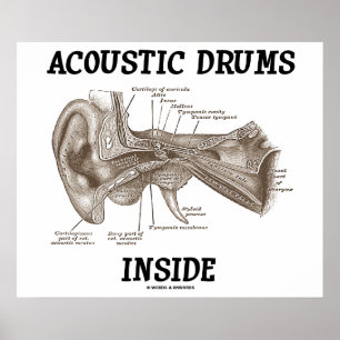 Póster Dentro de Tambores Acústicos (Anatomia Do Ouvido H