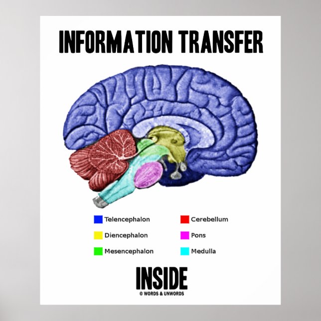 Póster Dentro de transferência de informações (Anatomia c (Frente)